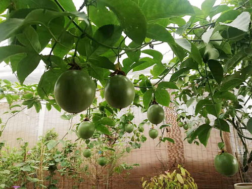 百香果树图片，百香果树苗如何种植方法