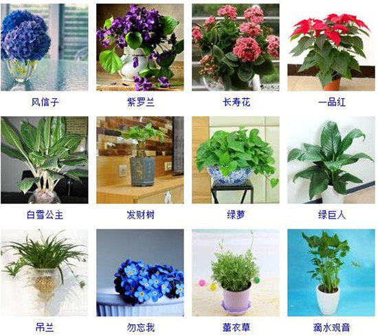 适合室内花卉品种植物大全（适合室内花卉品种植物大全及图片）